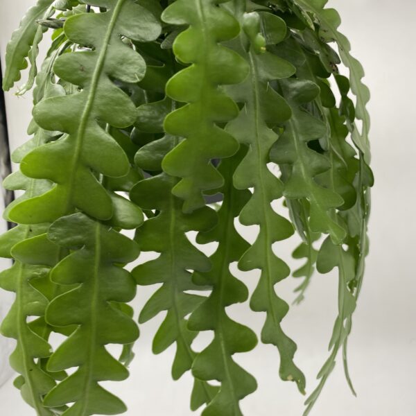 Large Fishbone Hanging Cactus - Image 2