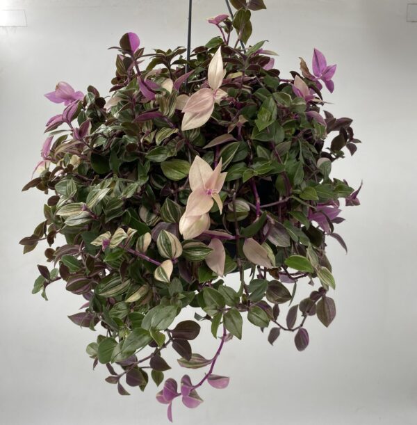 Hanging Tradescantia