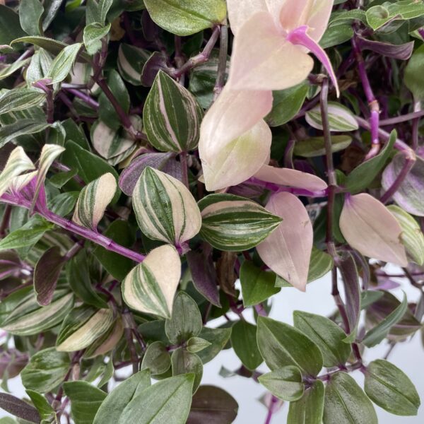 Hanging Tradescantia - Image 3