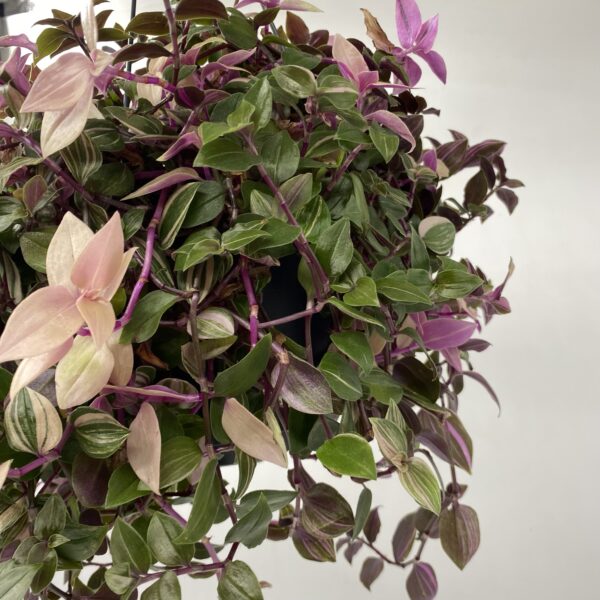 Hanging Tradescantia - Image 2