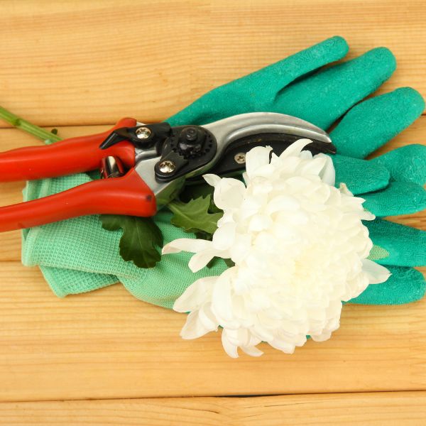 Secateurs and gloves with a cut white flower