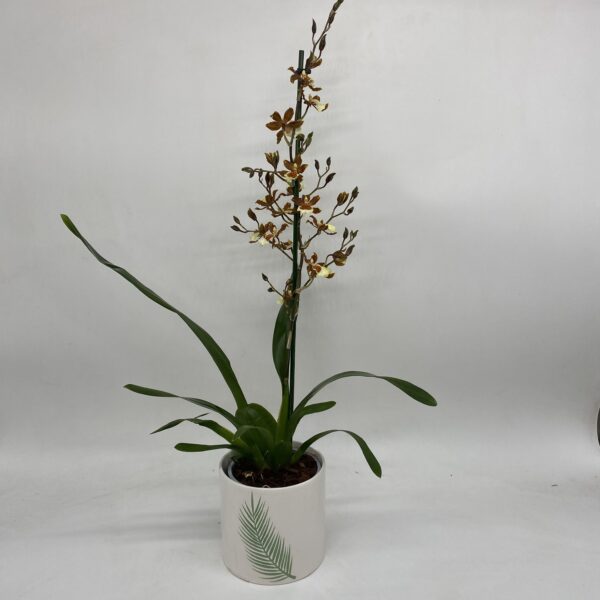 Cambria Orchid in Ceramic Pot