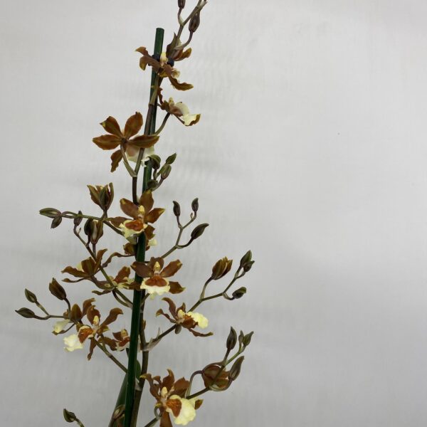 Cambria Orchid in Ceramic Pot - Image 2