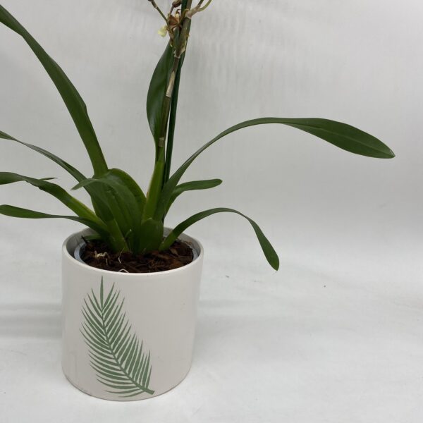 Cambria Orchid in Ceramic Pot - Image 3