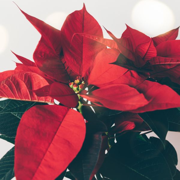 Red poinsettia flower