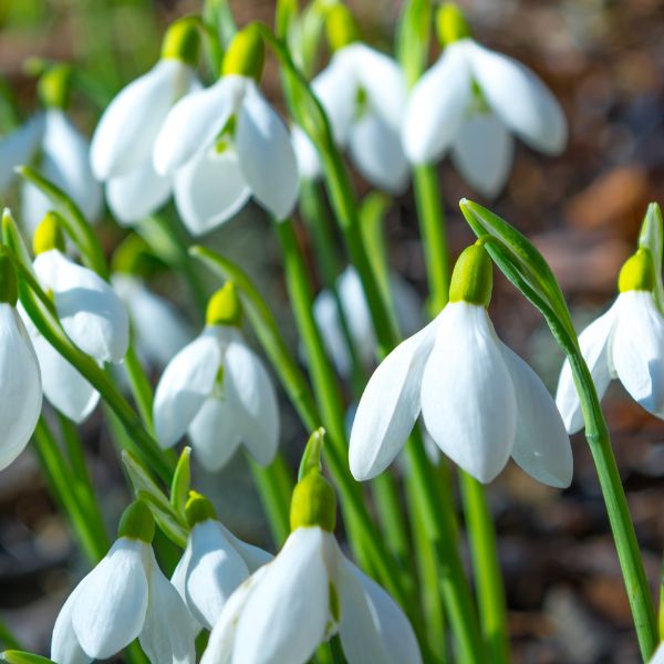 White snowdrops