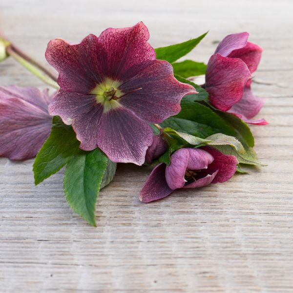 Red hellebore flowers