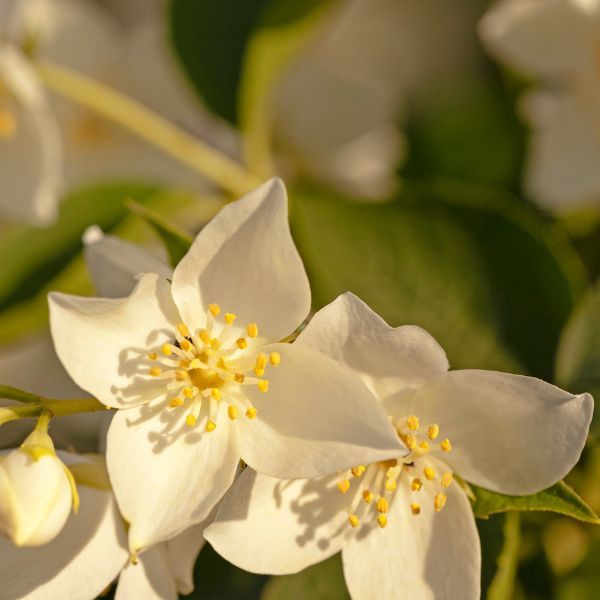 White winter jasmine flowers