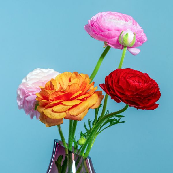 Pink, orange and red Ranunculus