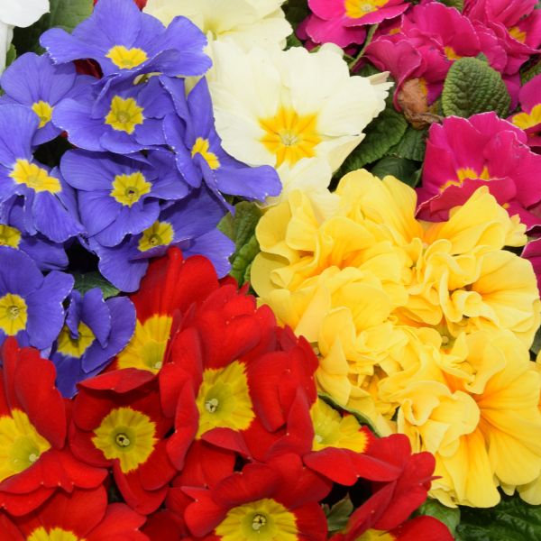 Purple, yellow, red, white and pink primroses