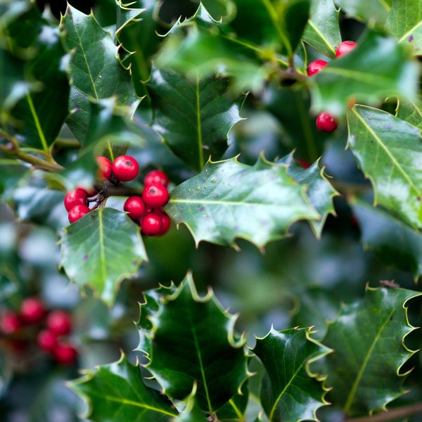 Holly leaves with red berries