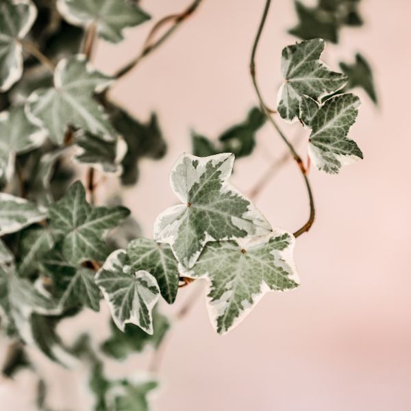 Trailing ivy