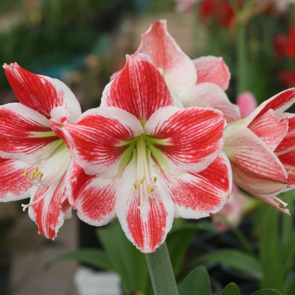 Red and white Amaryllis flower