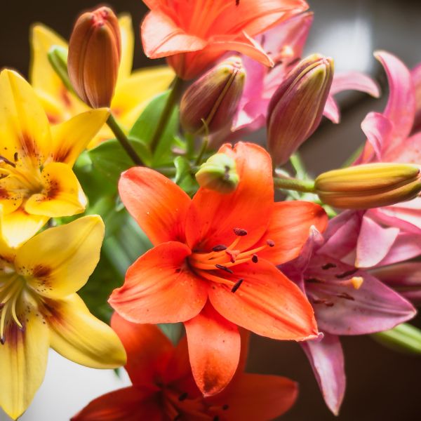 Yellow, orange and pink lilies