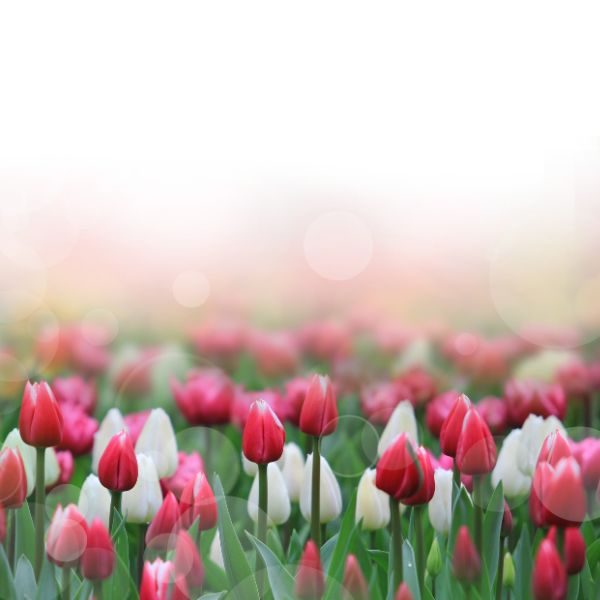 Pink and white tulips