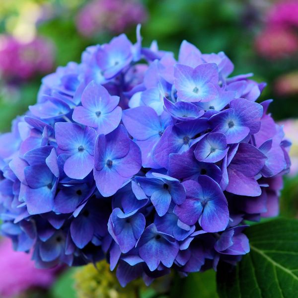 Blue and purple Hydrangeas