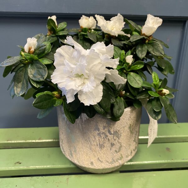Azalea in Metallic, Ceramic Pot
