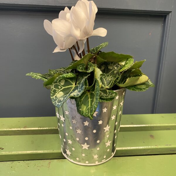 Winter Cyclamen in Starry Metal Pot
