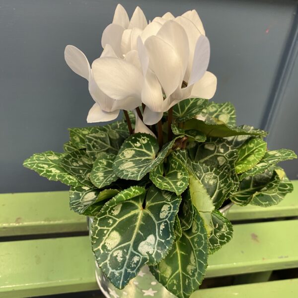 Winter Cyclamen in Starry Metal Pot - Image 2