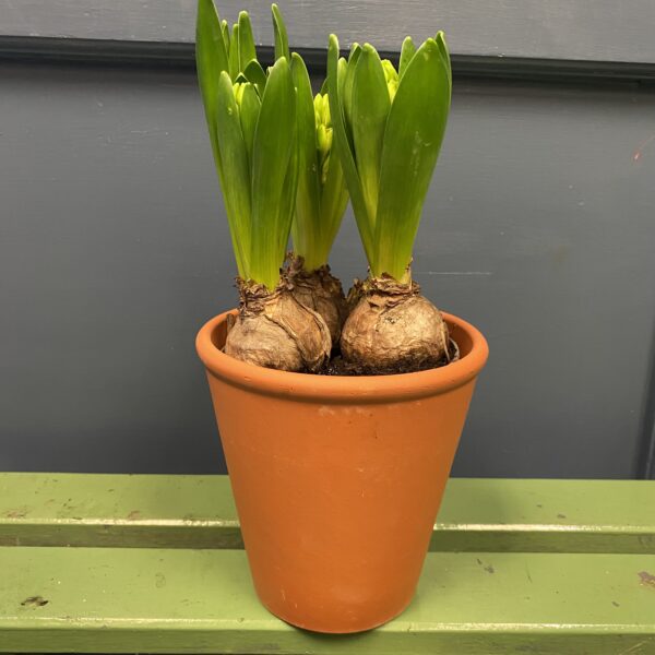 Three Fragrant Hyacinths in a Terracotta Pot - Image 2