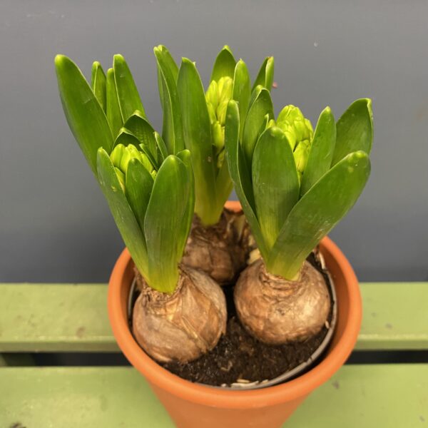 Three Fragrant Hyacinths in a Terracotta Pot