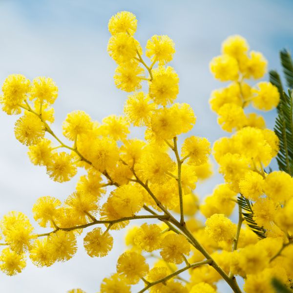 Yellow Mimosa Flowers