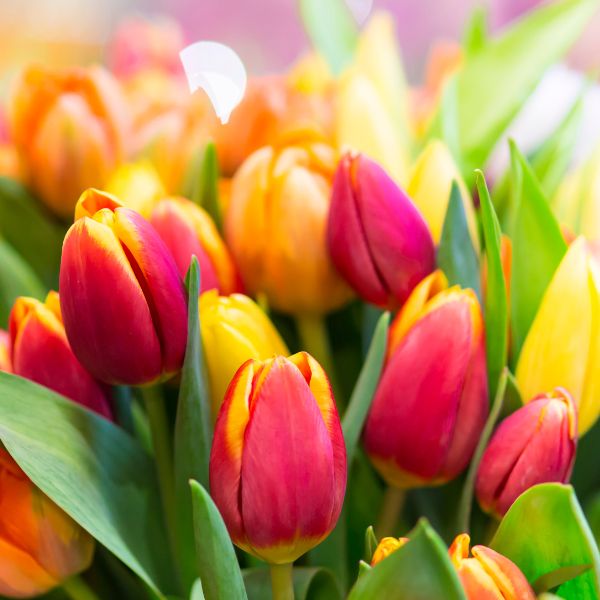 Pink, yellow and orange tulips