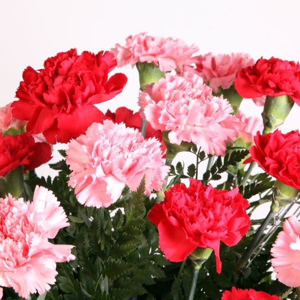 Pink and red carnations