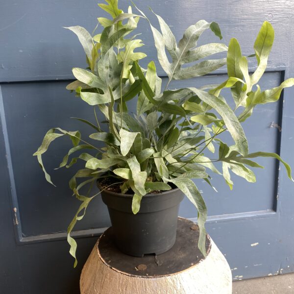 Blue Star Fern