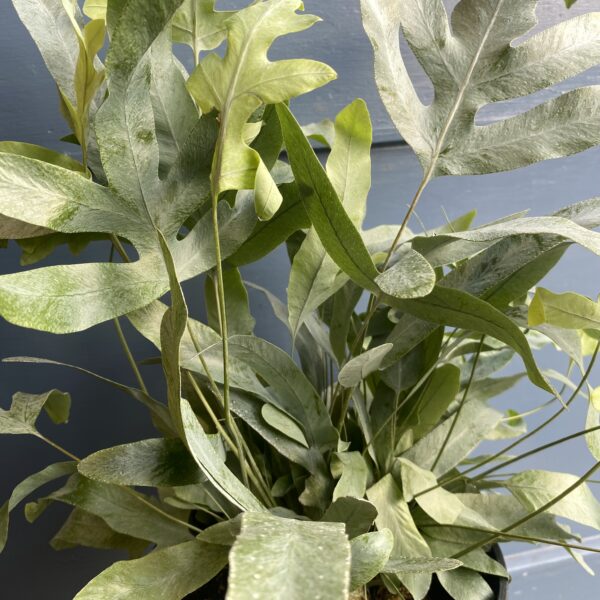 Blue Star Fern - Image 2