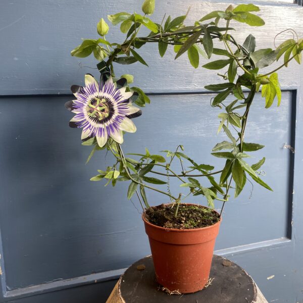 Outdoor Passion Flower