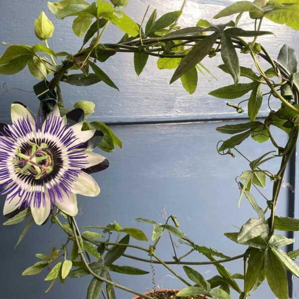 Outdoor Passion Flower - Image 2