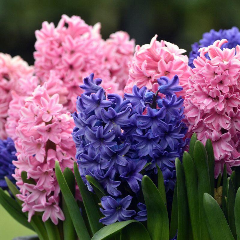 pink and purple hyacinths