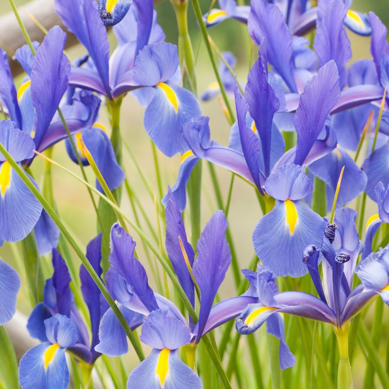 blue and purple irises