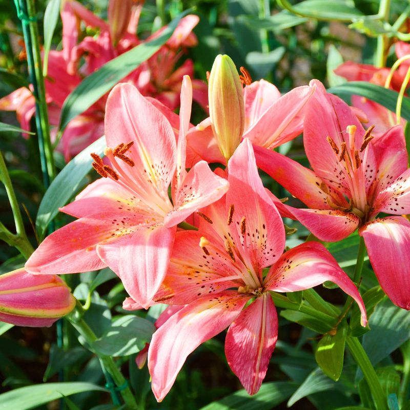pink lillies
