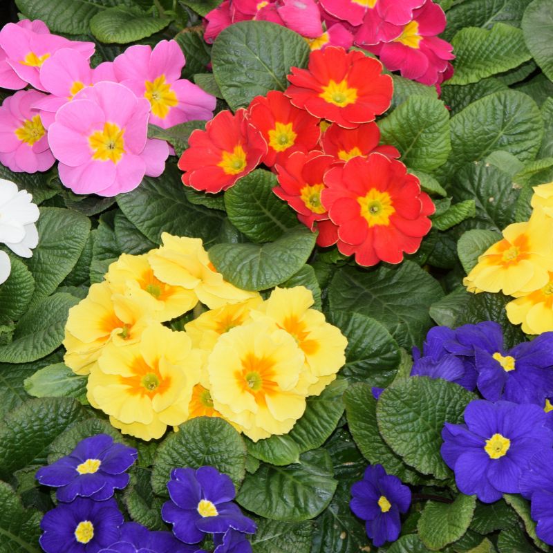 colourful primroses