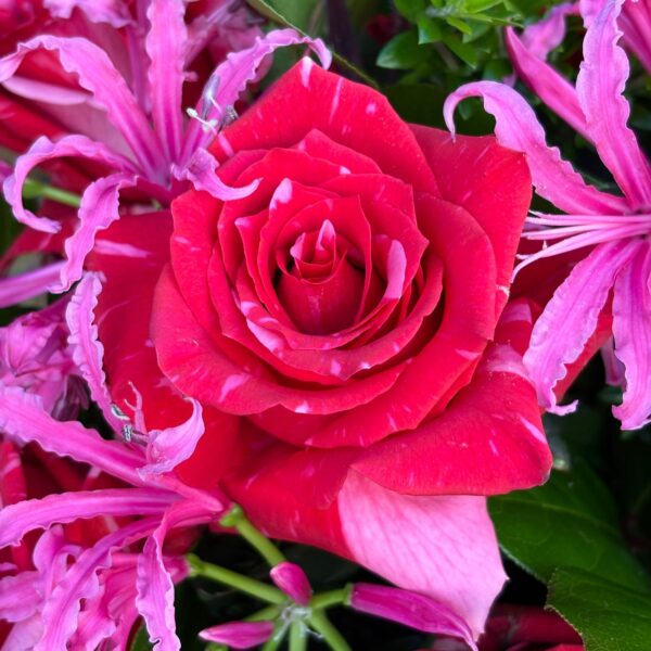 Pink 'Puma' Rose Bouquet - Image 2