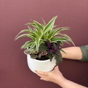 Planted Arrangement in White Pot